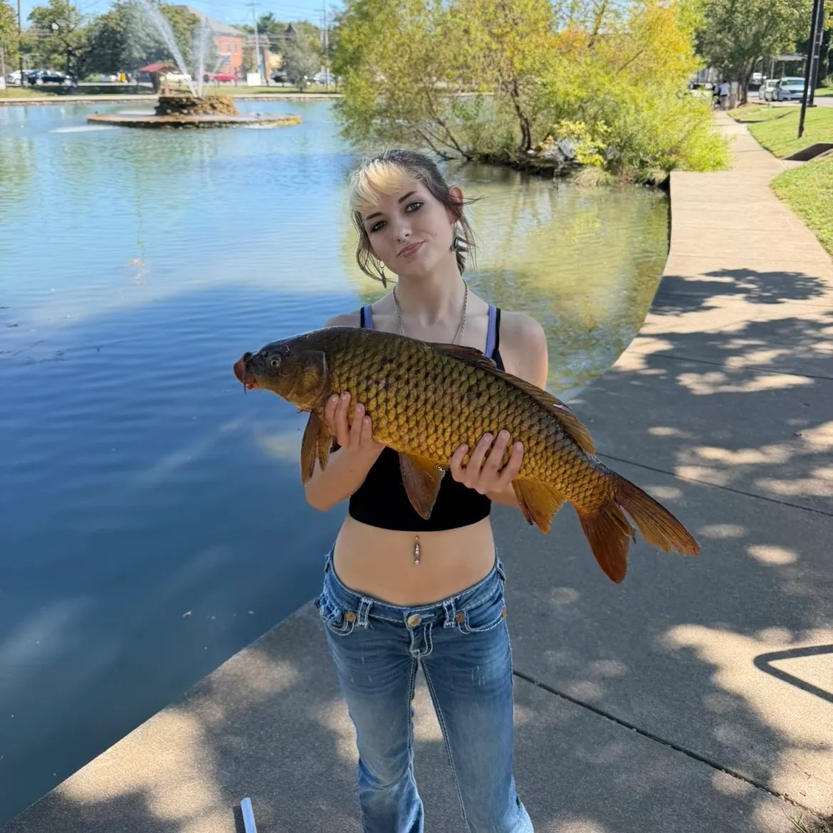 Common carp caught on Fishbrain