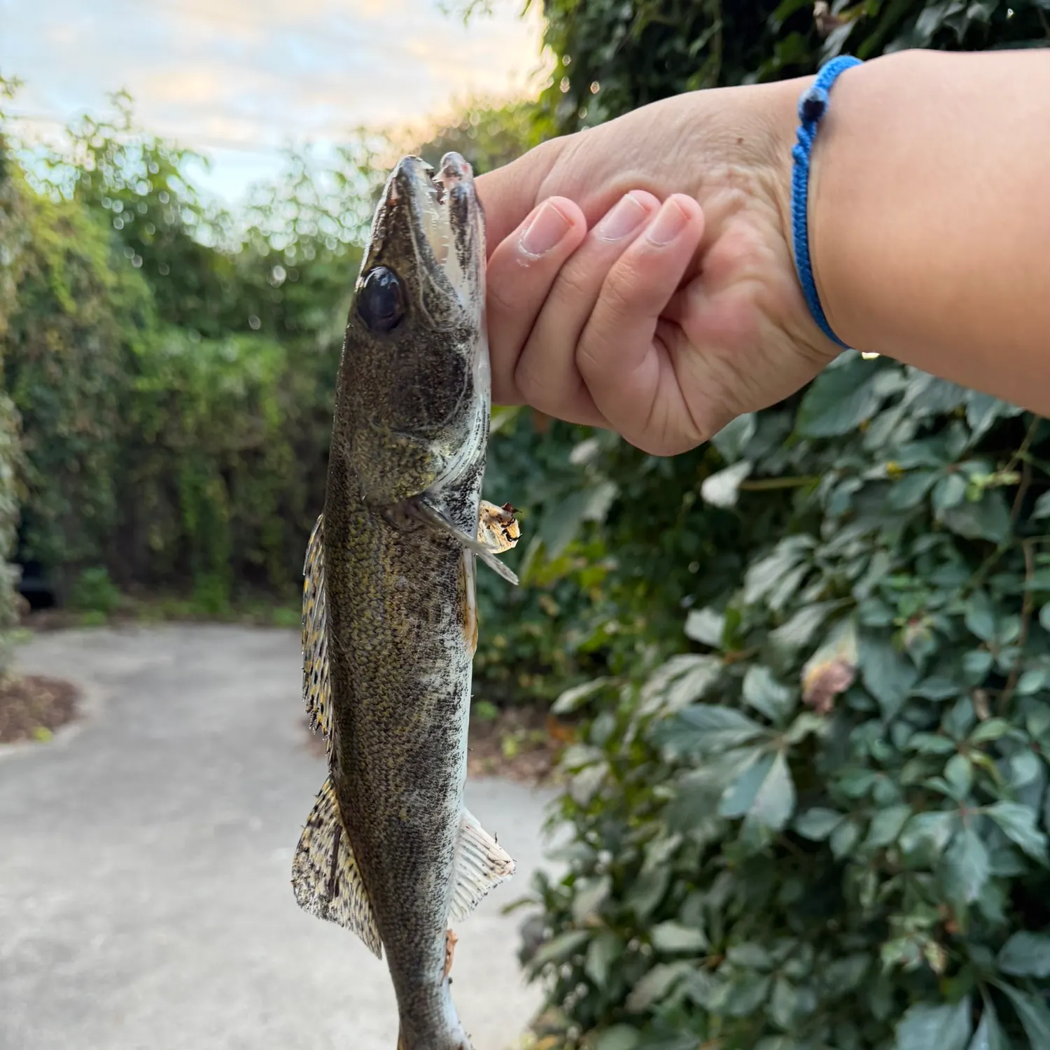 The most recent Sauger catches on Fishbrain