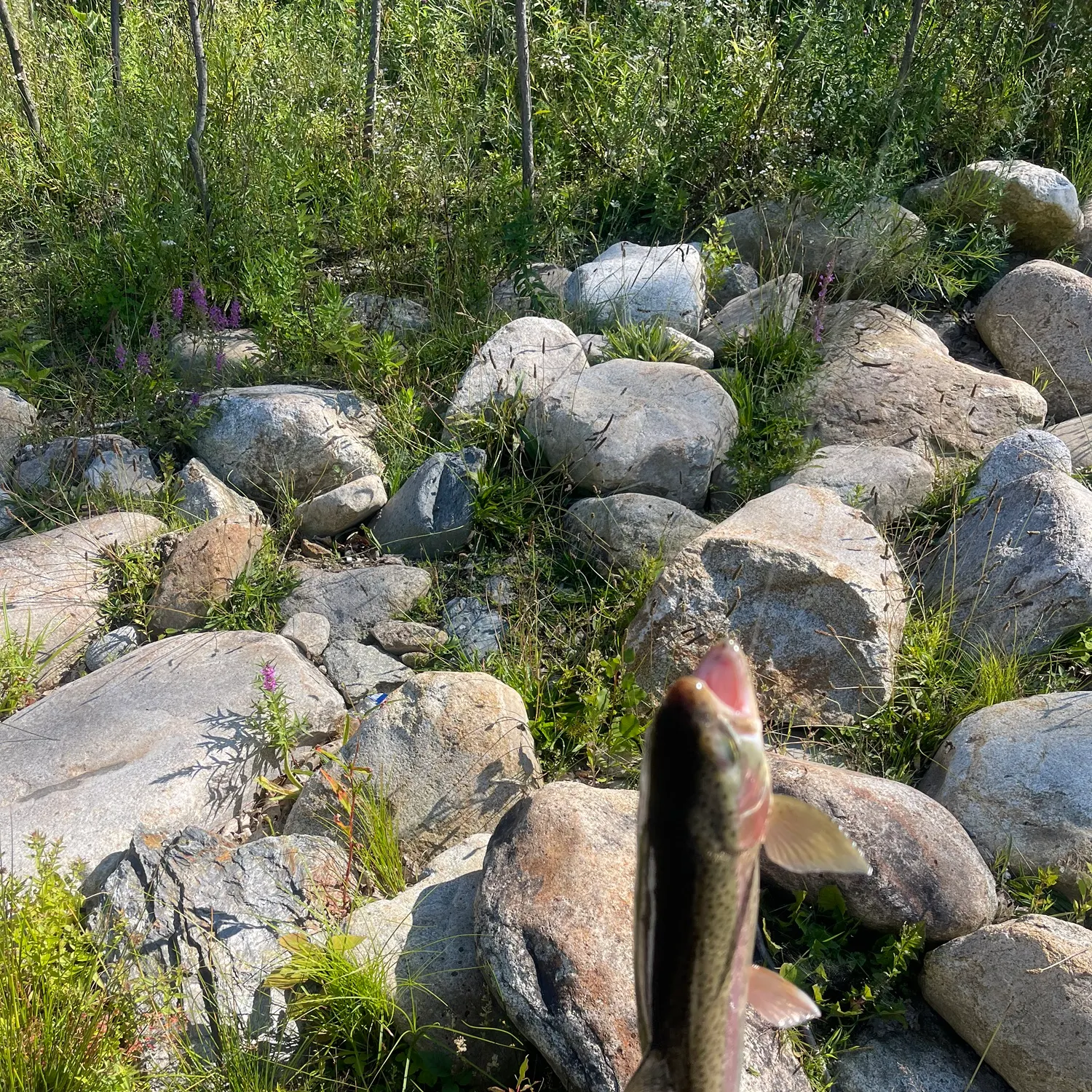 Rainbow trout caught on Fishbrain