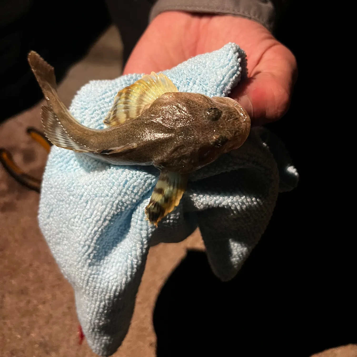 The most recent Pacific staghorn sculpin catches on Fishbrain