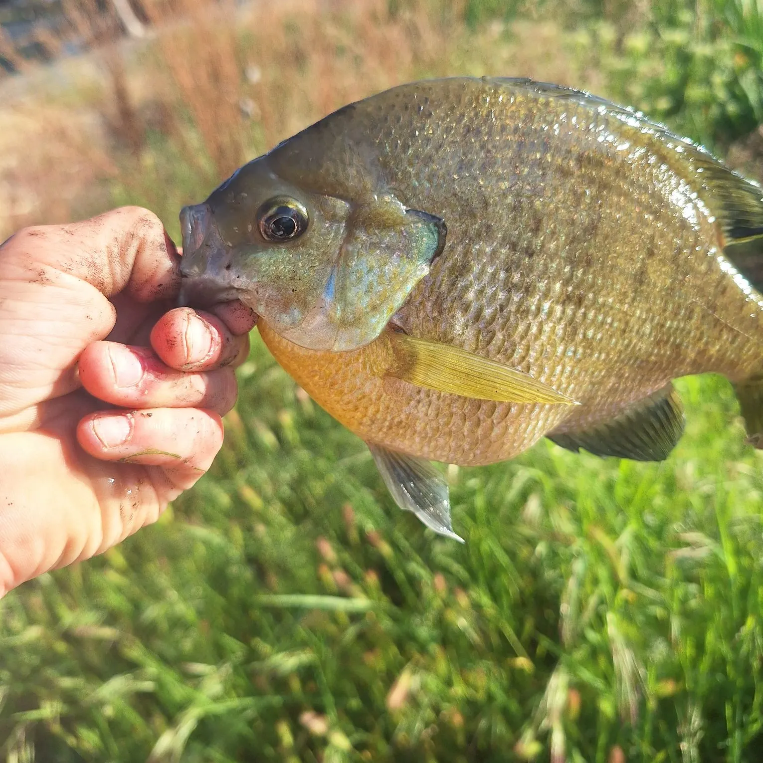 catch