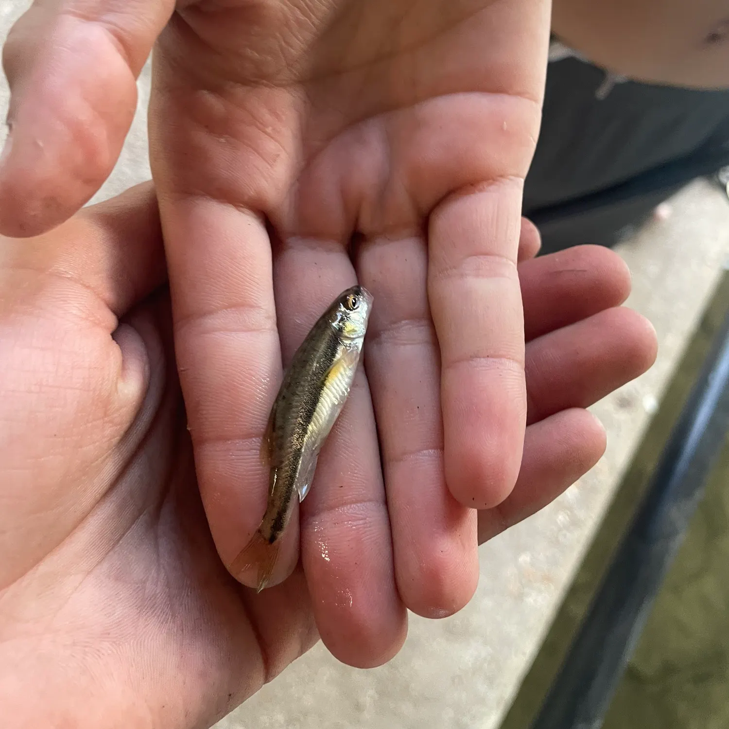 The most recent Gudgeon catches on Fishbrain