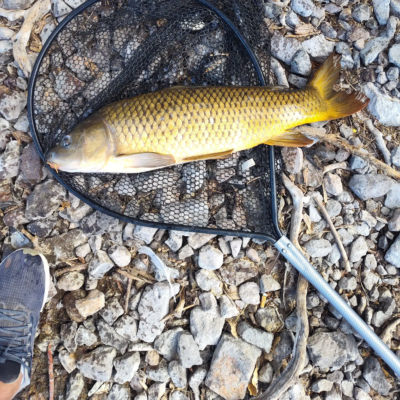 Common carp caught on Fishbrain