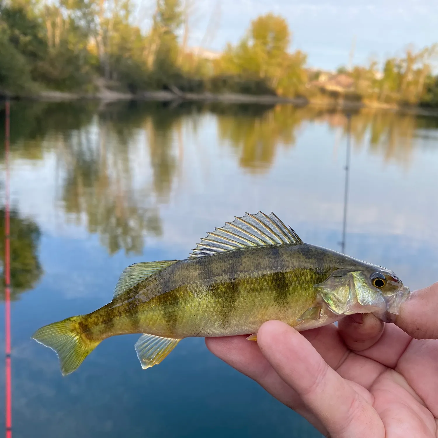 Yellow perch caught on Fishbrain