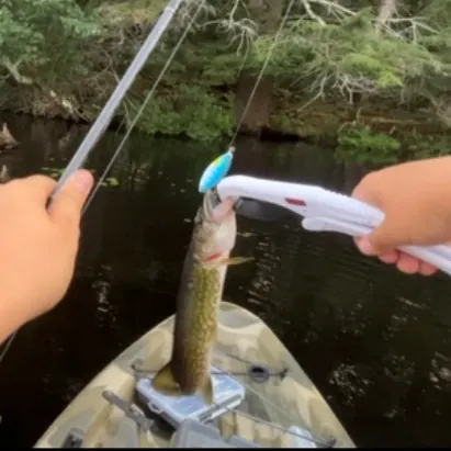 Chain pickerel caught on Fishbrain