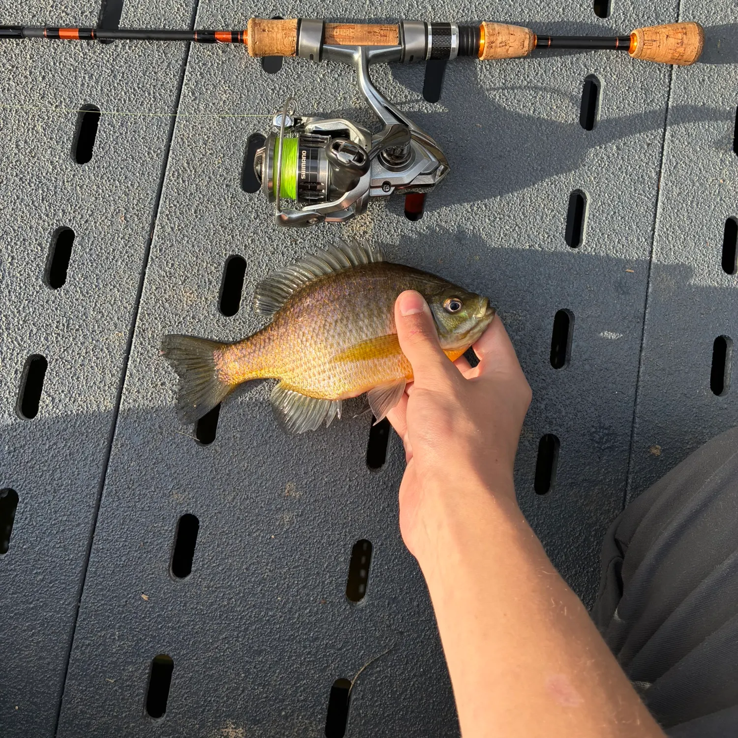 recently logged catches