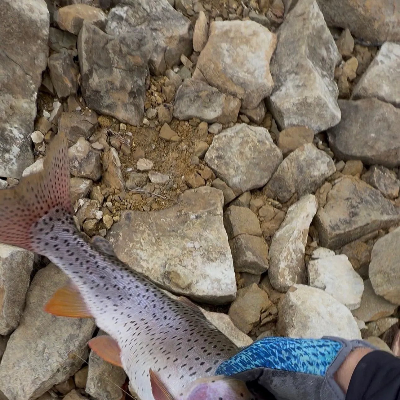 The most recent Sea trout catches on Fishbrain