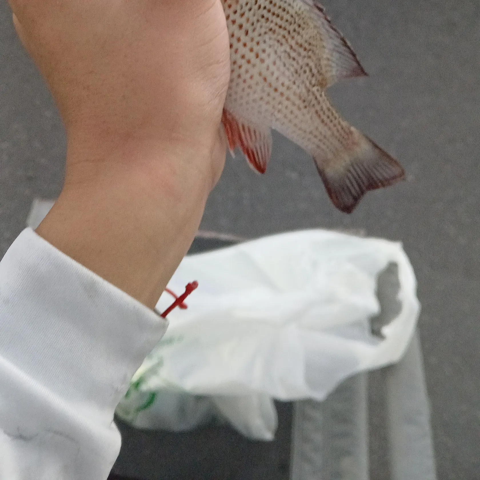 The most recent Mahogany snapper catches on Fishbrain