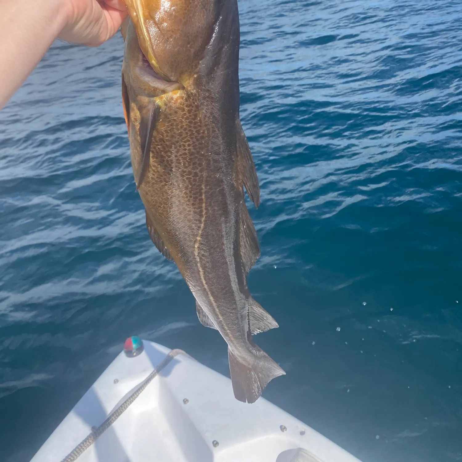 The most recent Atlantic cod catches on Fishbrain