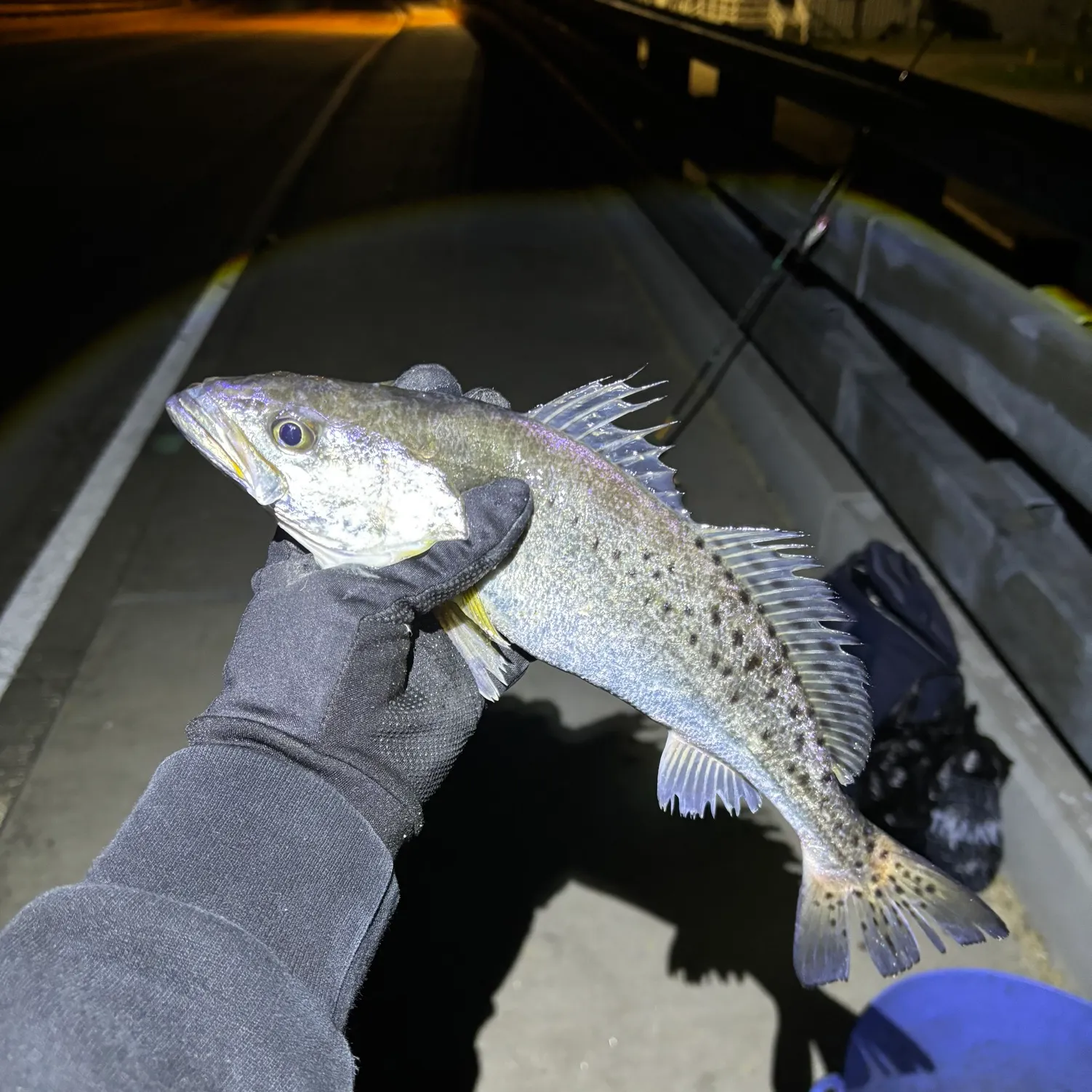 The most recent Spotted seatrout catches on Fishbrain