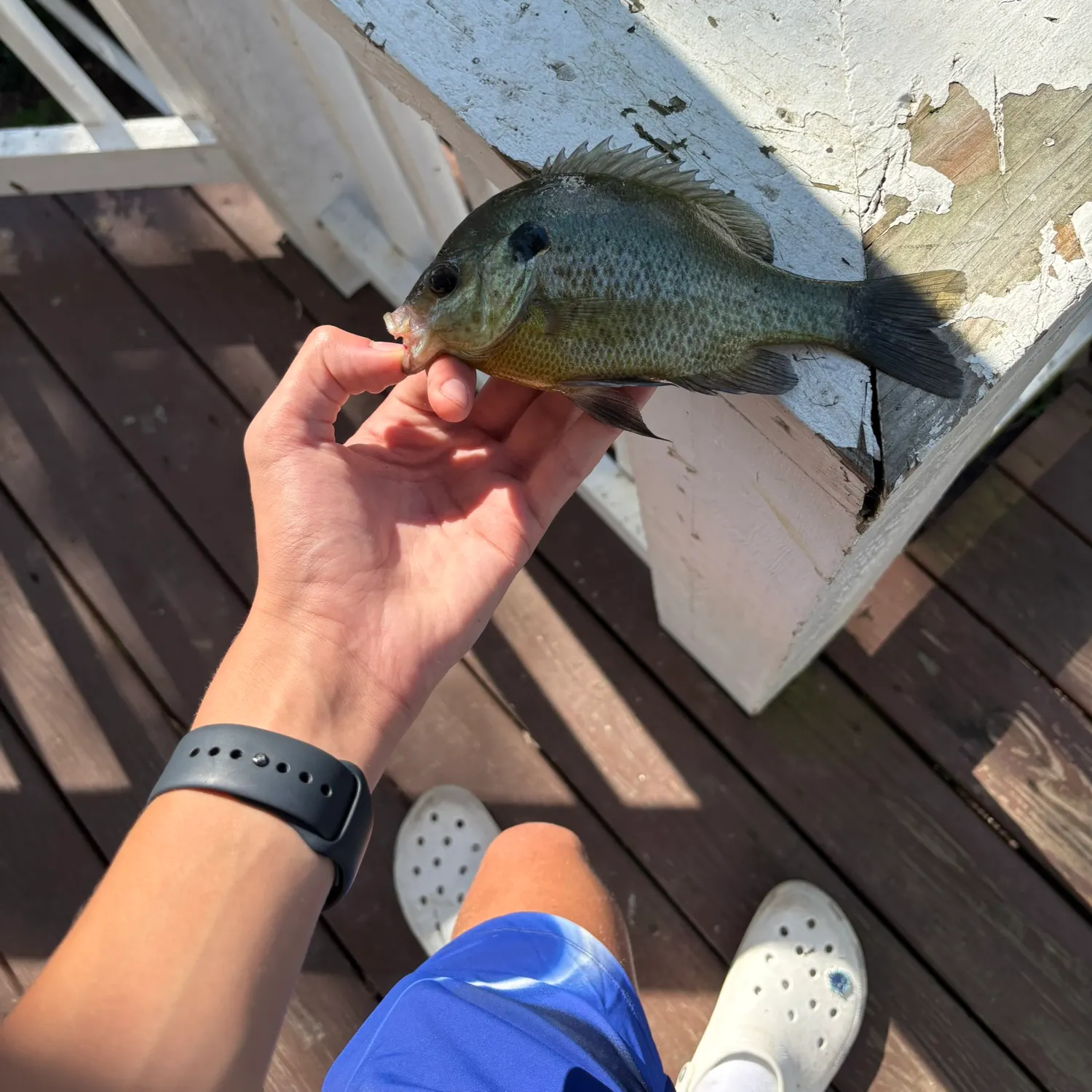 Bluegill caught on Fishbrain