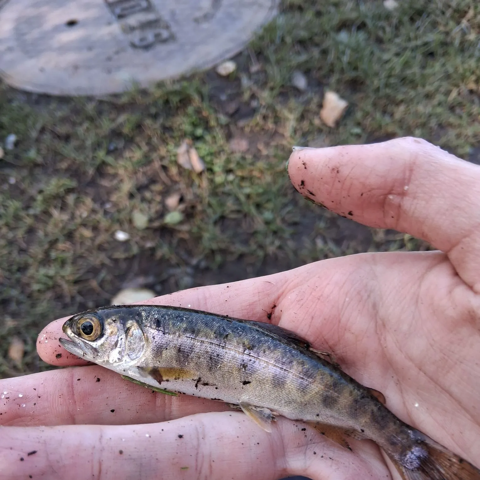Chinook salmon caught on Fishbrain