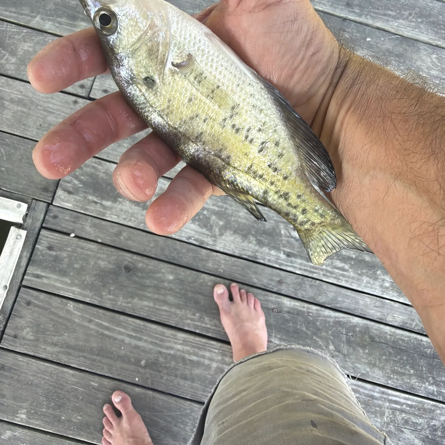 White crappie caught on Fishbrain