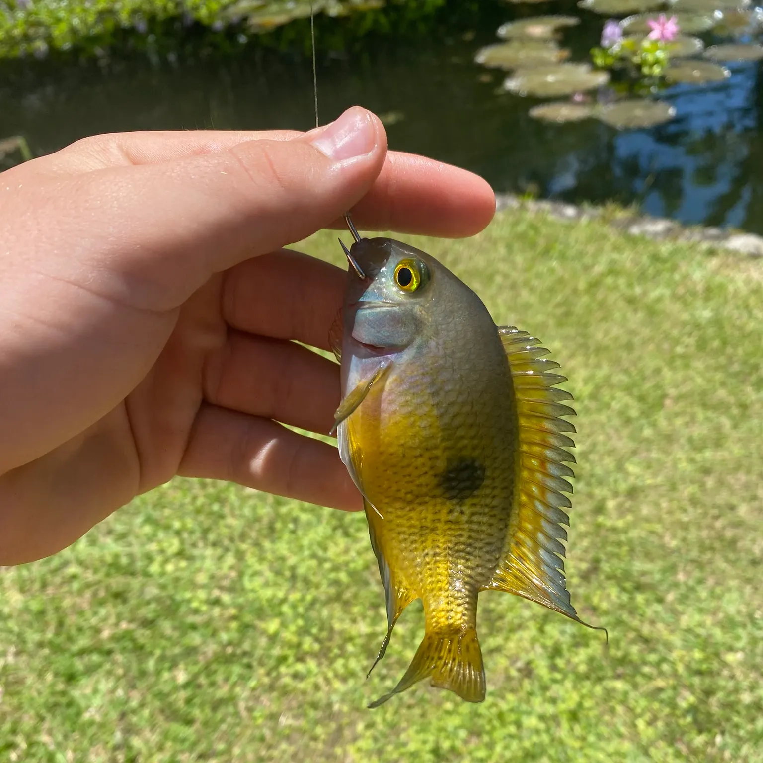 The most recent Yellowjacket cichlid catches on Fishbrain