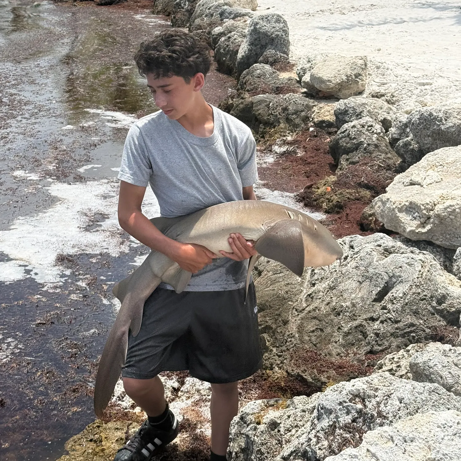 The most recent Nurse shark catches on Fishbrain