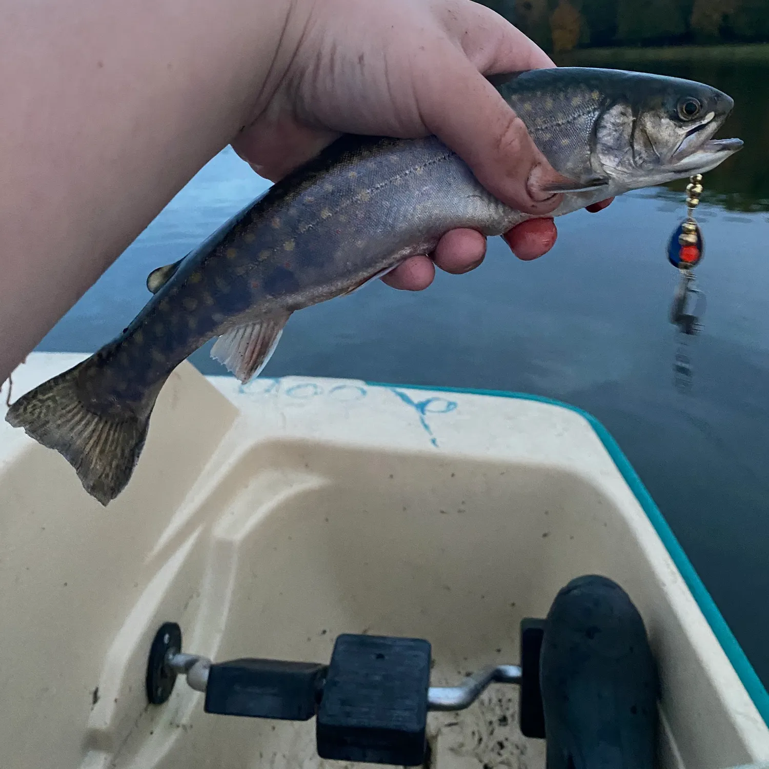Rainbow trout caught on Fishbrain