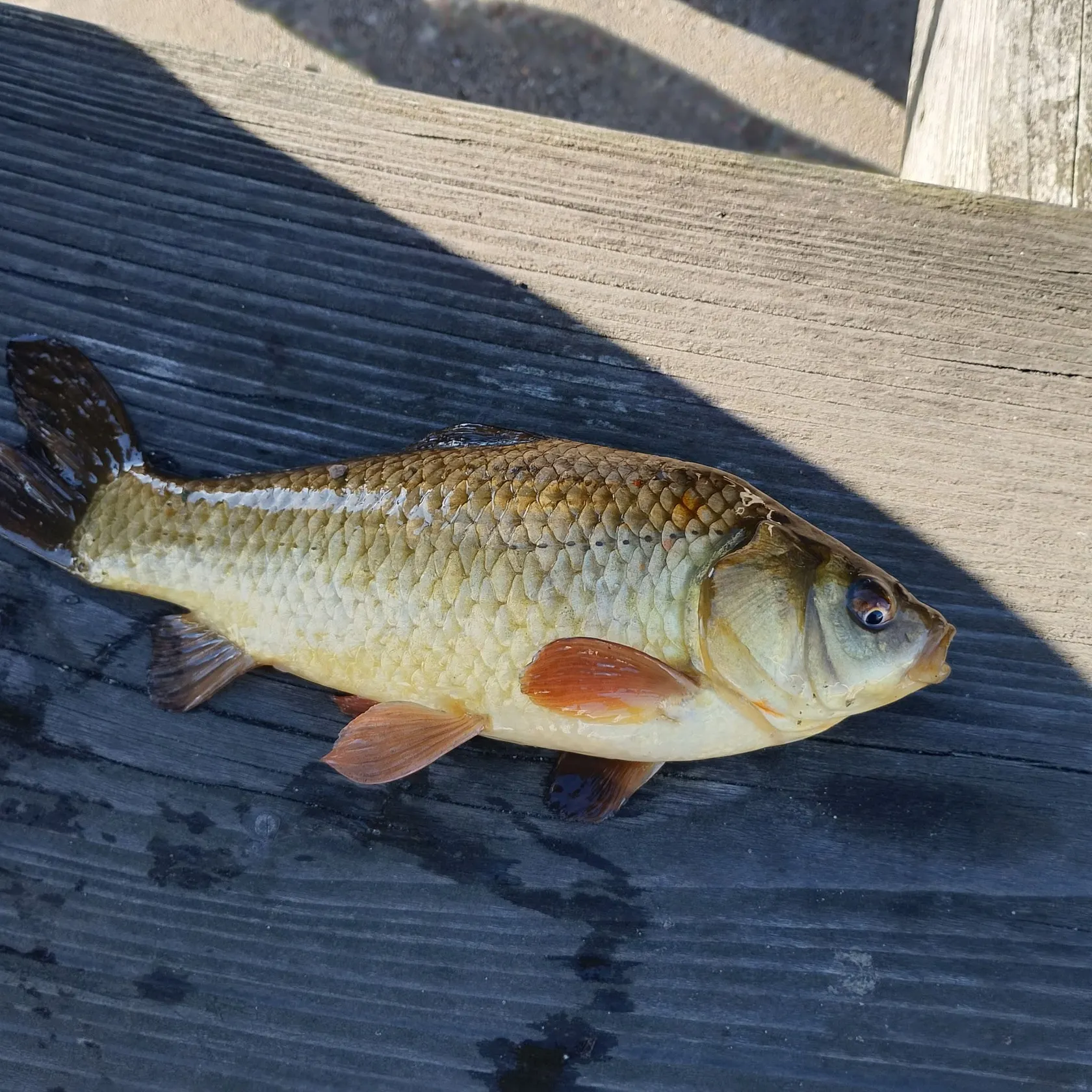 The most recent European chub catches on Fishbrain