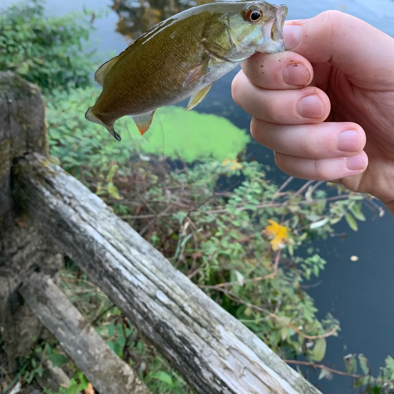 Smallmouth bass caught on Fishbrain