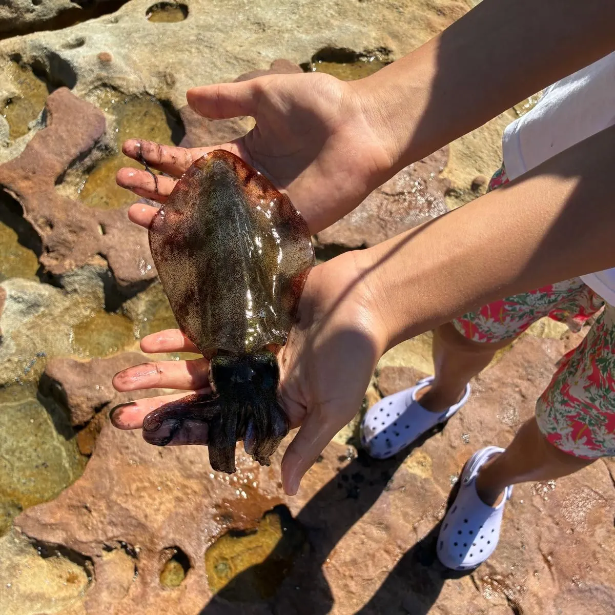 Southern calamari caught on Fishbrain