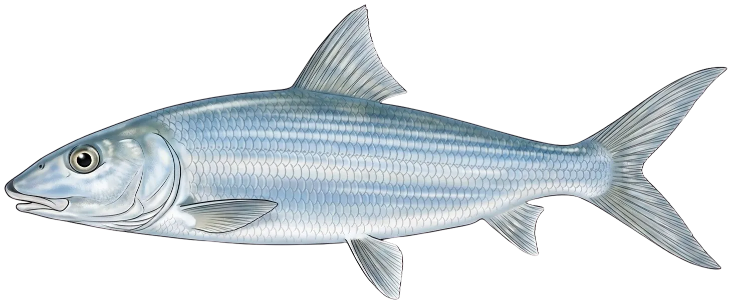 West Atlantic bonefish