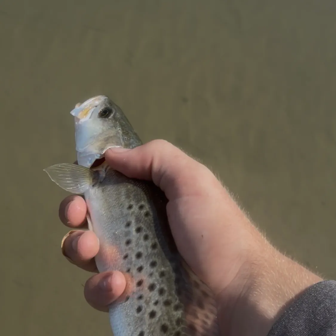 Spotted seatrout caught on Fishbrain