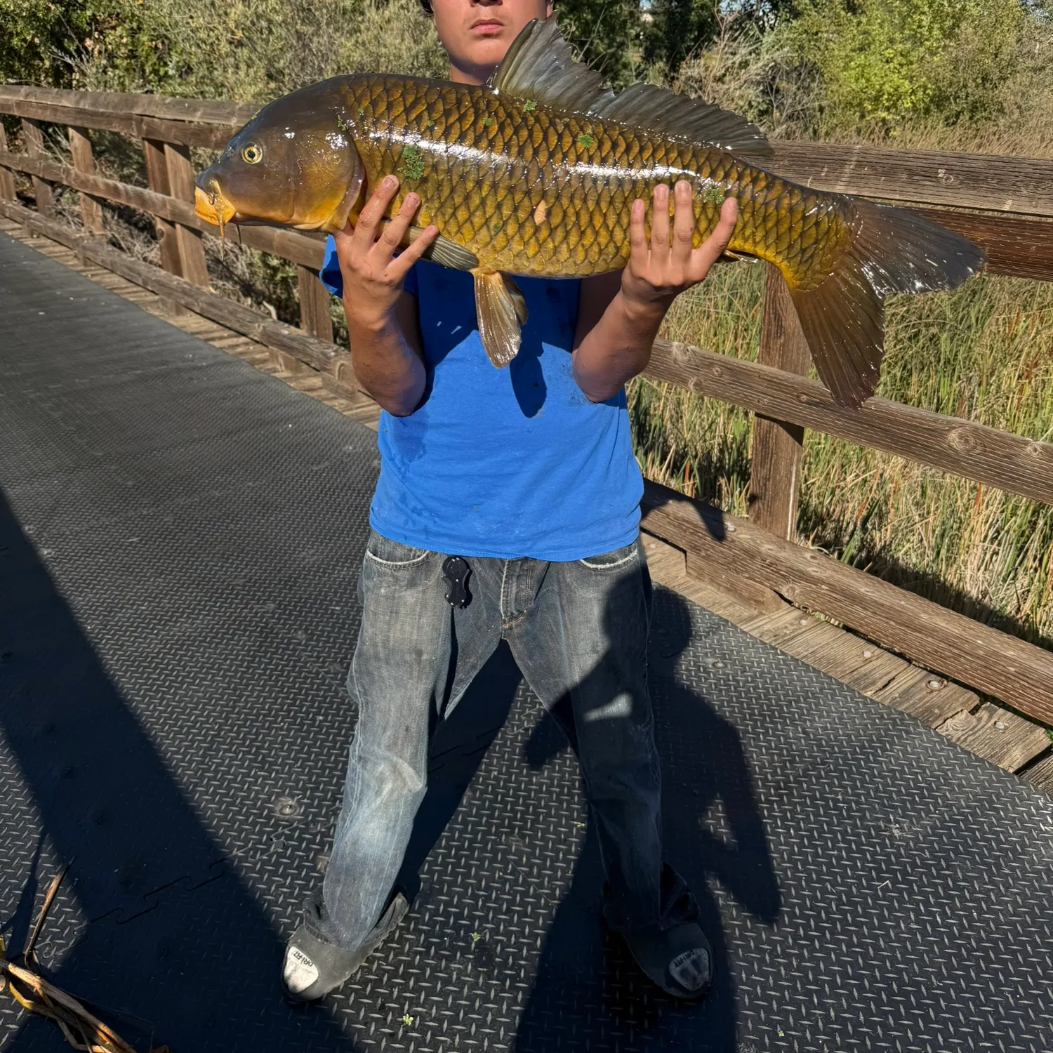 The most recent Common carp catches on Fishbrain