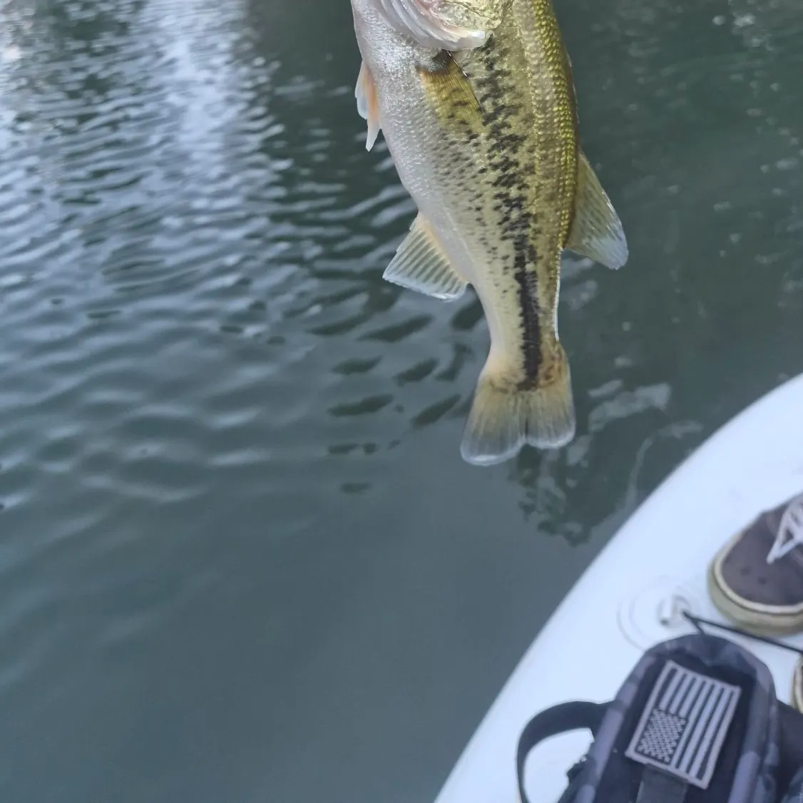 Spotted bass caught on Fishbrain
