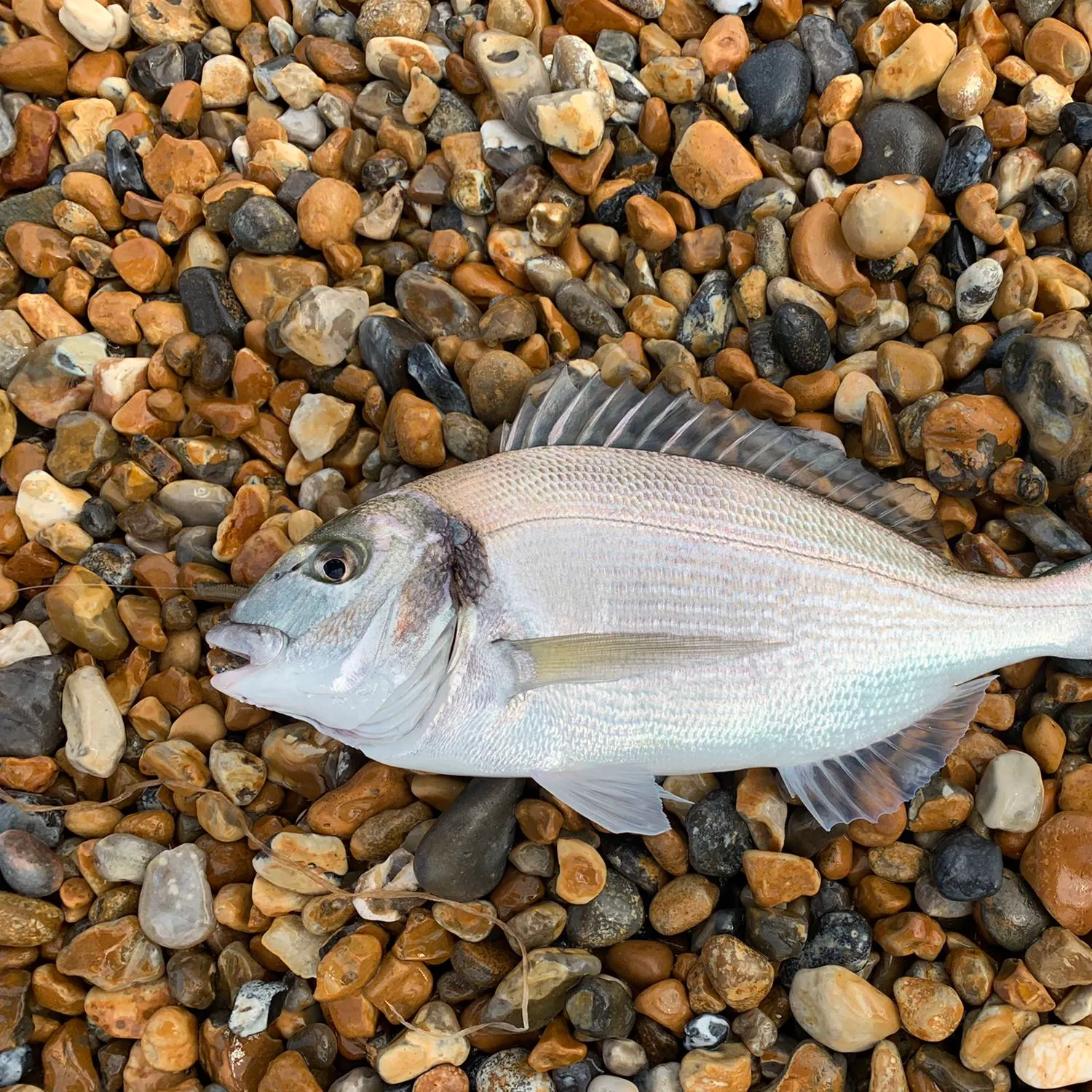 The most popular recent Gilthead seabream catch on Fishbrain