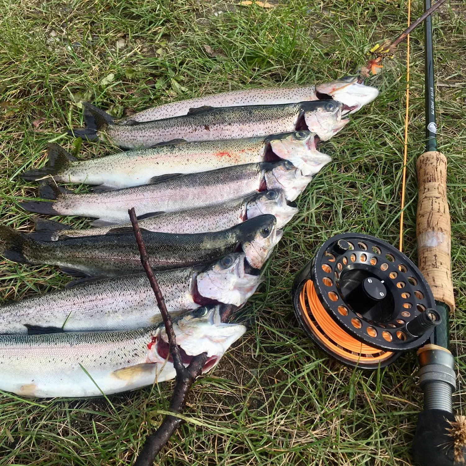 recently logged catches