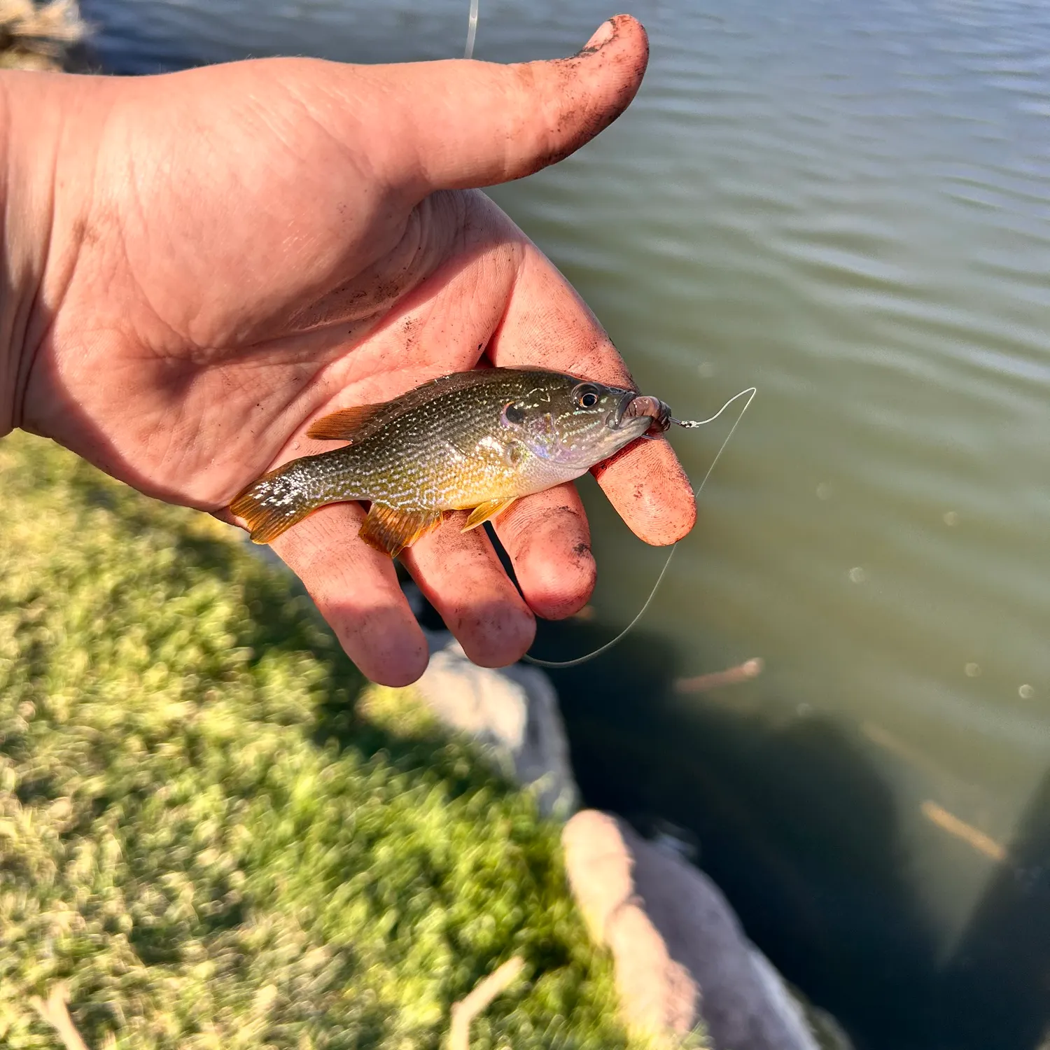 Green sunfish caught on Fishbrain