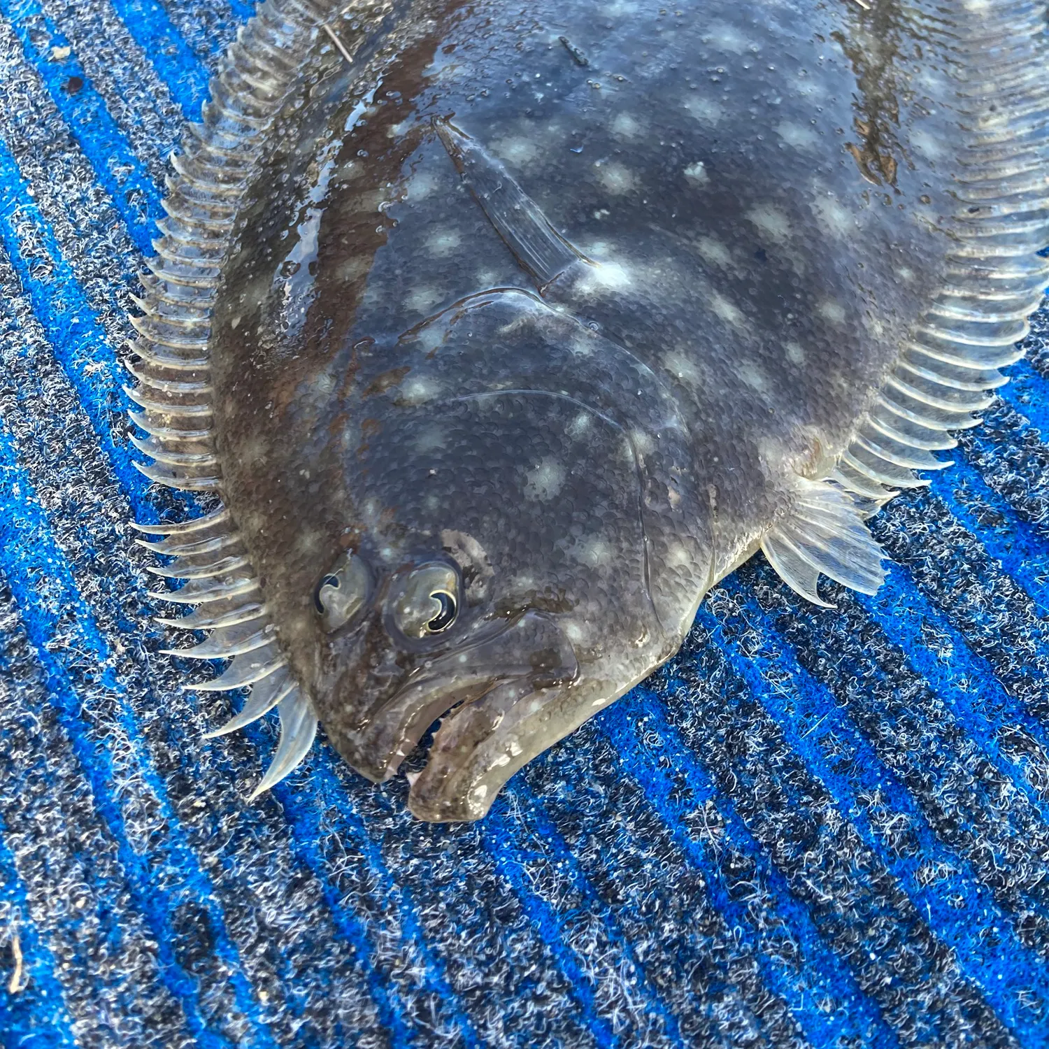 The most recent Black flounder catches on Fishbrain