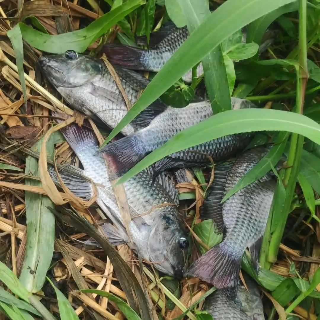 The most recent Kariba tilapia catches on Fishbrain
