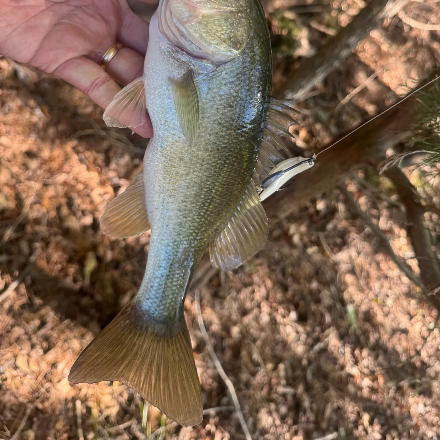 Largemouth bass caught on Fishbrain