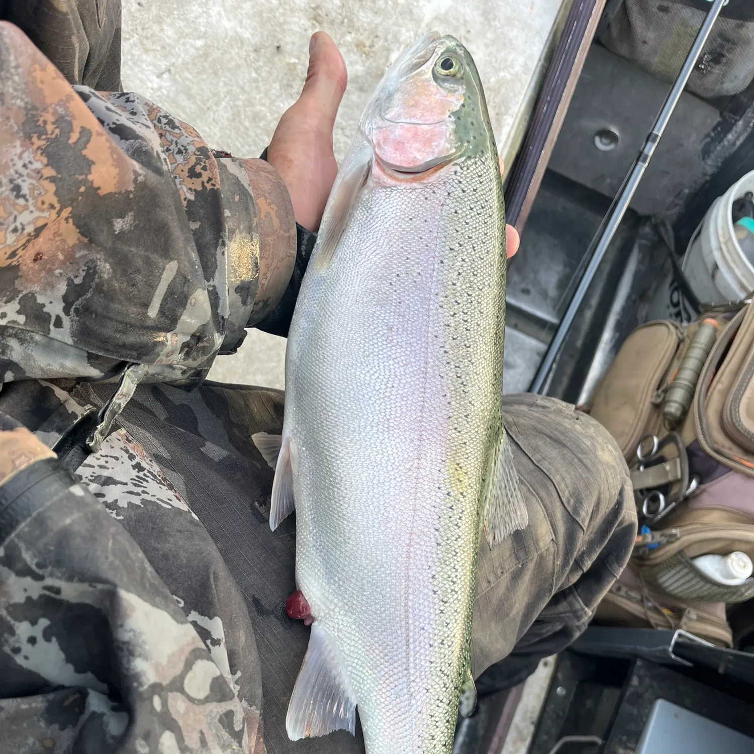 Rainbow trout caught on Fishbrain