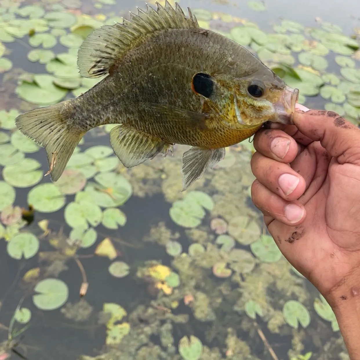 Redear sunfish caught on Fishbrain