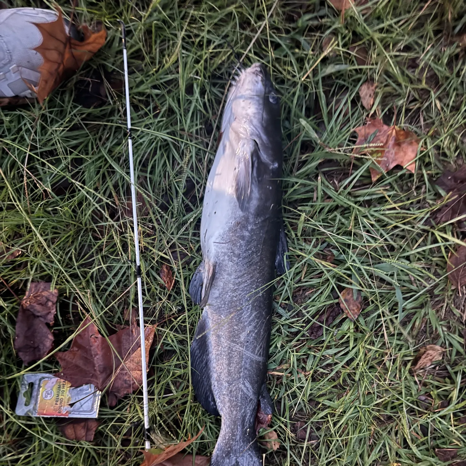 Blue catfish caught on Fishbrain