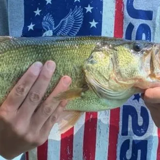 Largemouth bass caught on Fishbrain