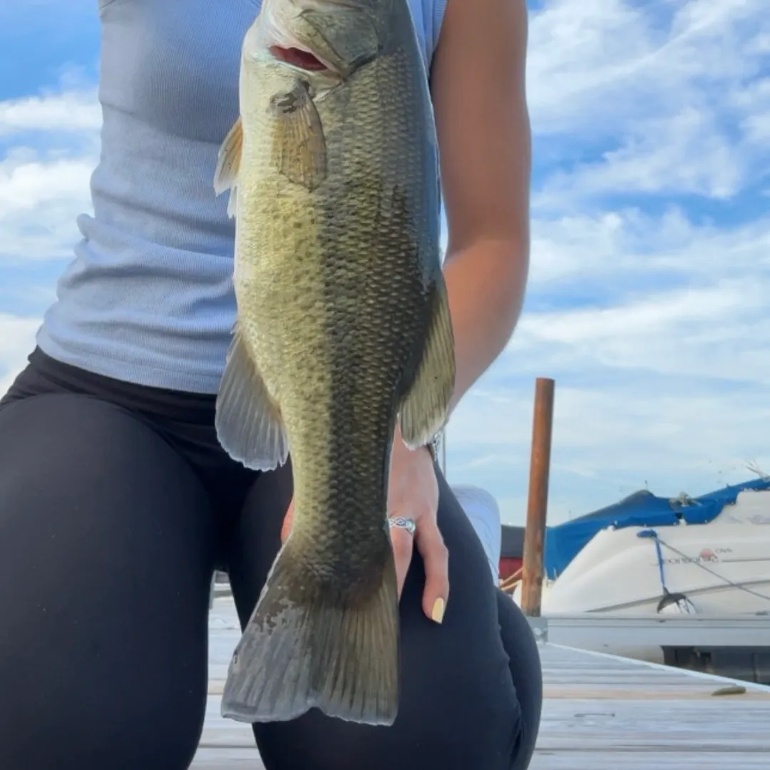 Largemouth bass caught on Fishbrain