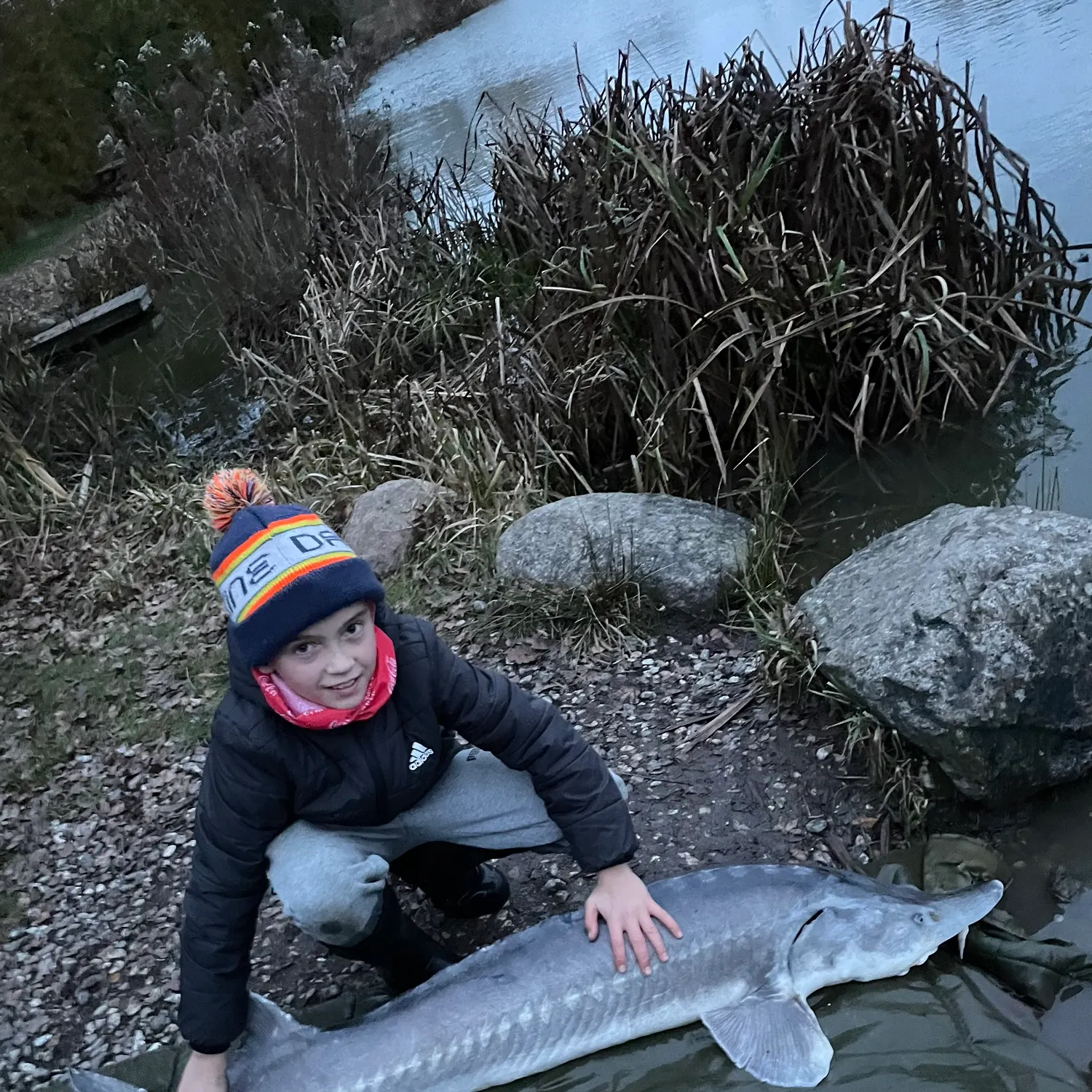 The most recent White sturgeon catches on Fishbrain