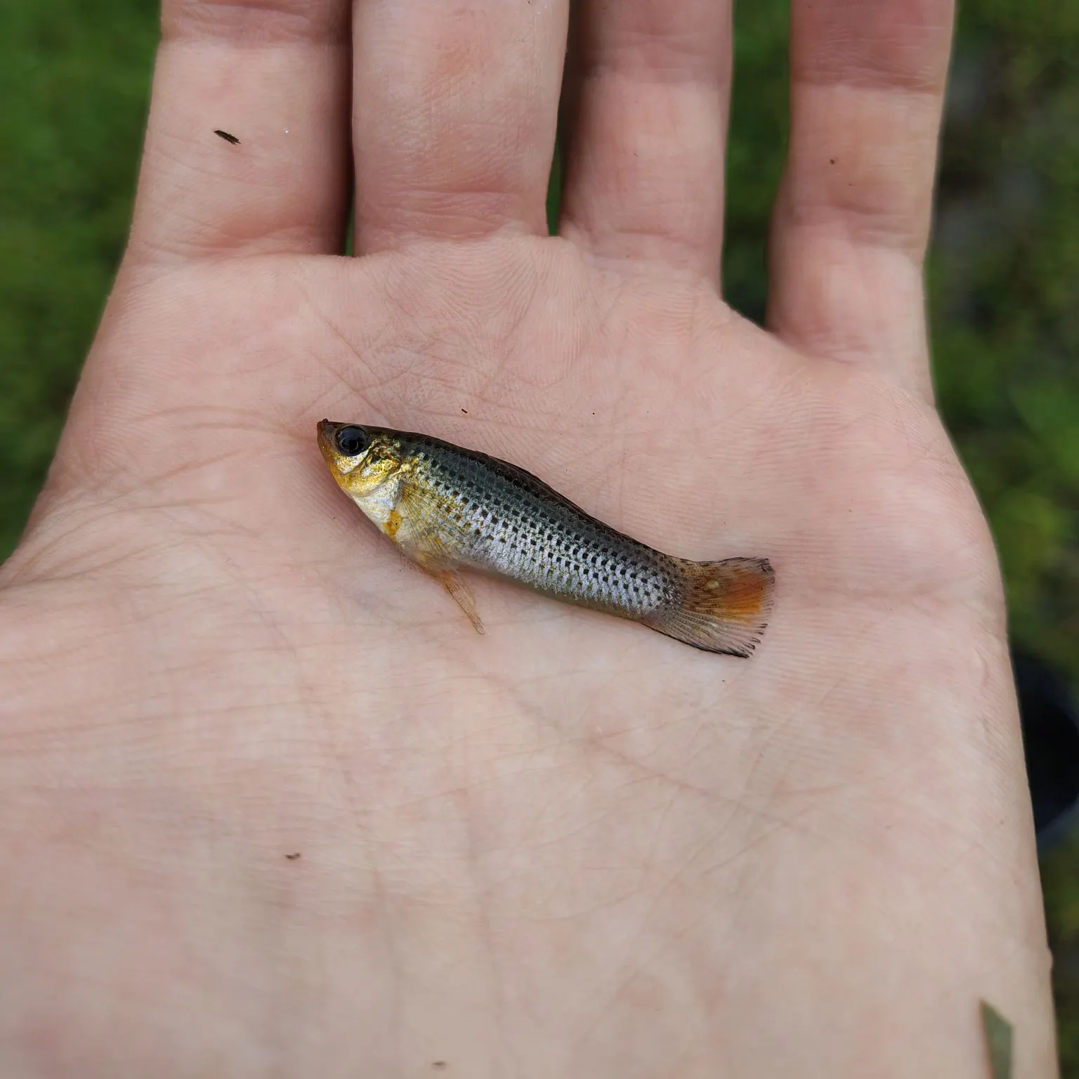 The most recent Sailfin Molly catches on Fishbrain