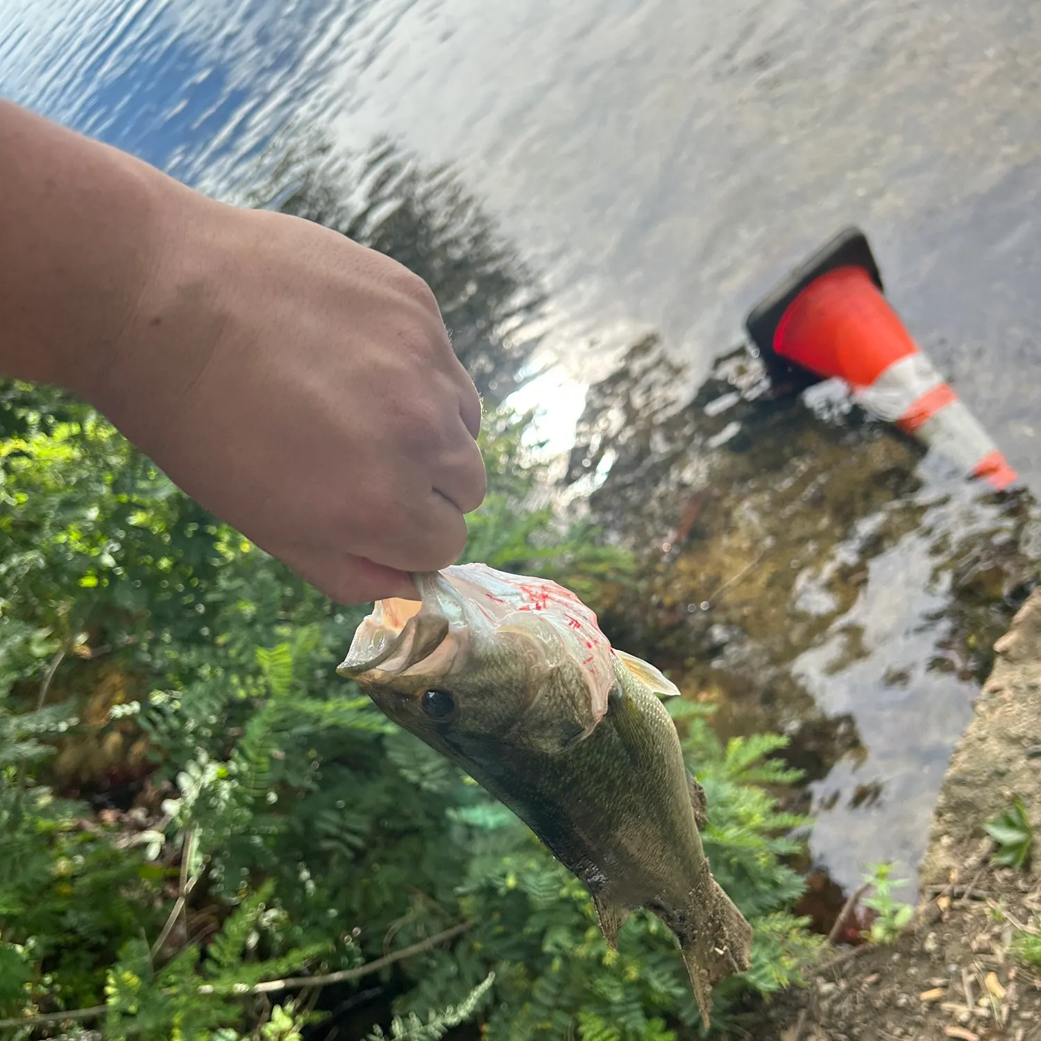 catch