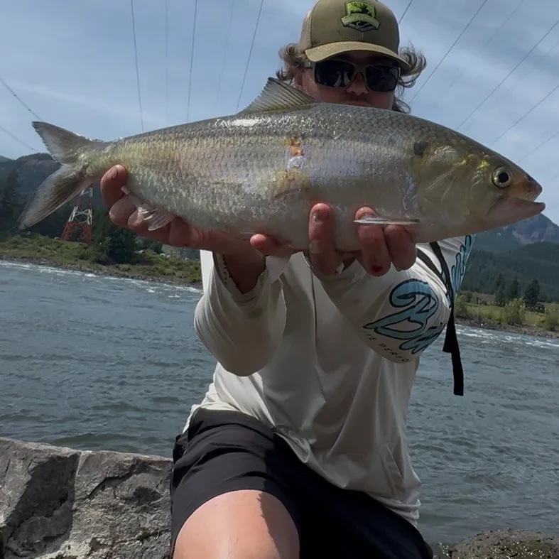 The most recent American shad catches on Fishbrain