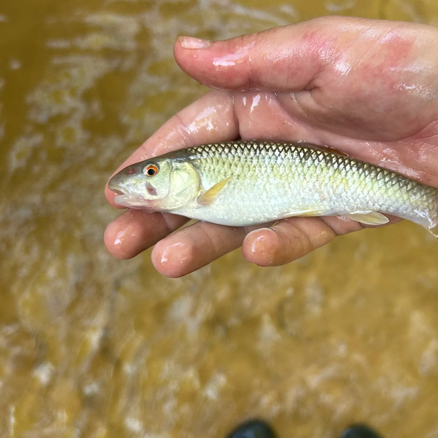 The most recent Redtail chub catches on Fishbrain
