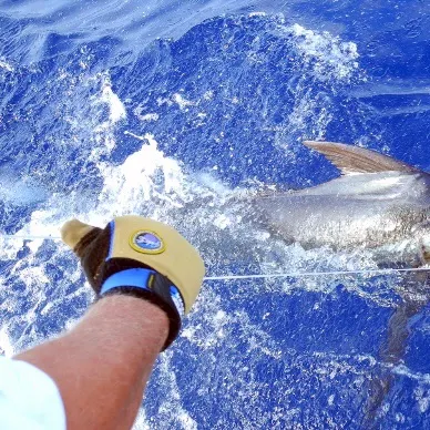The most recent Indo-Pacific sailfish catches on Fishbrain