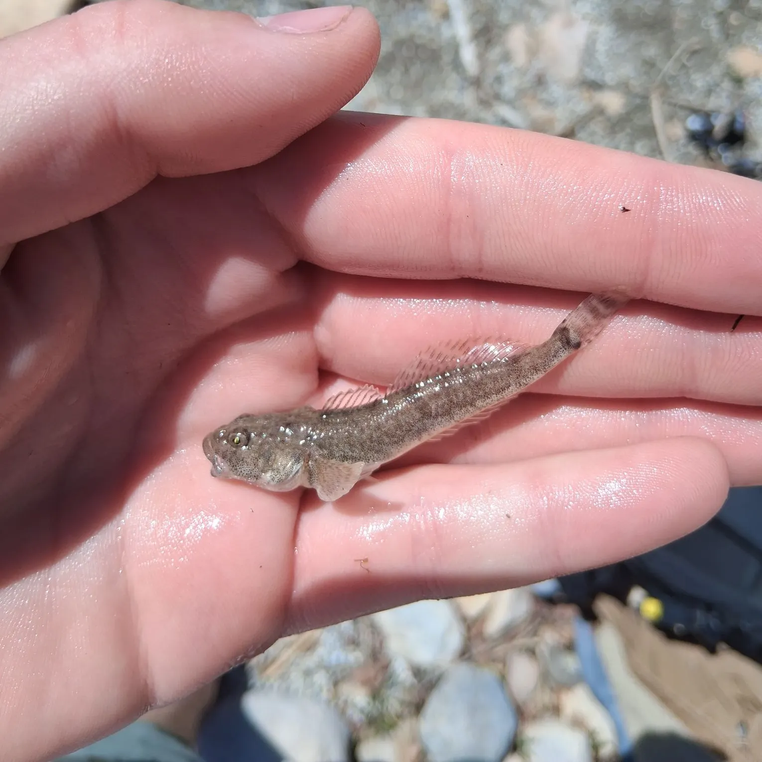 The most recent Bear Lake sculpin catches on Fishbrain