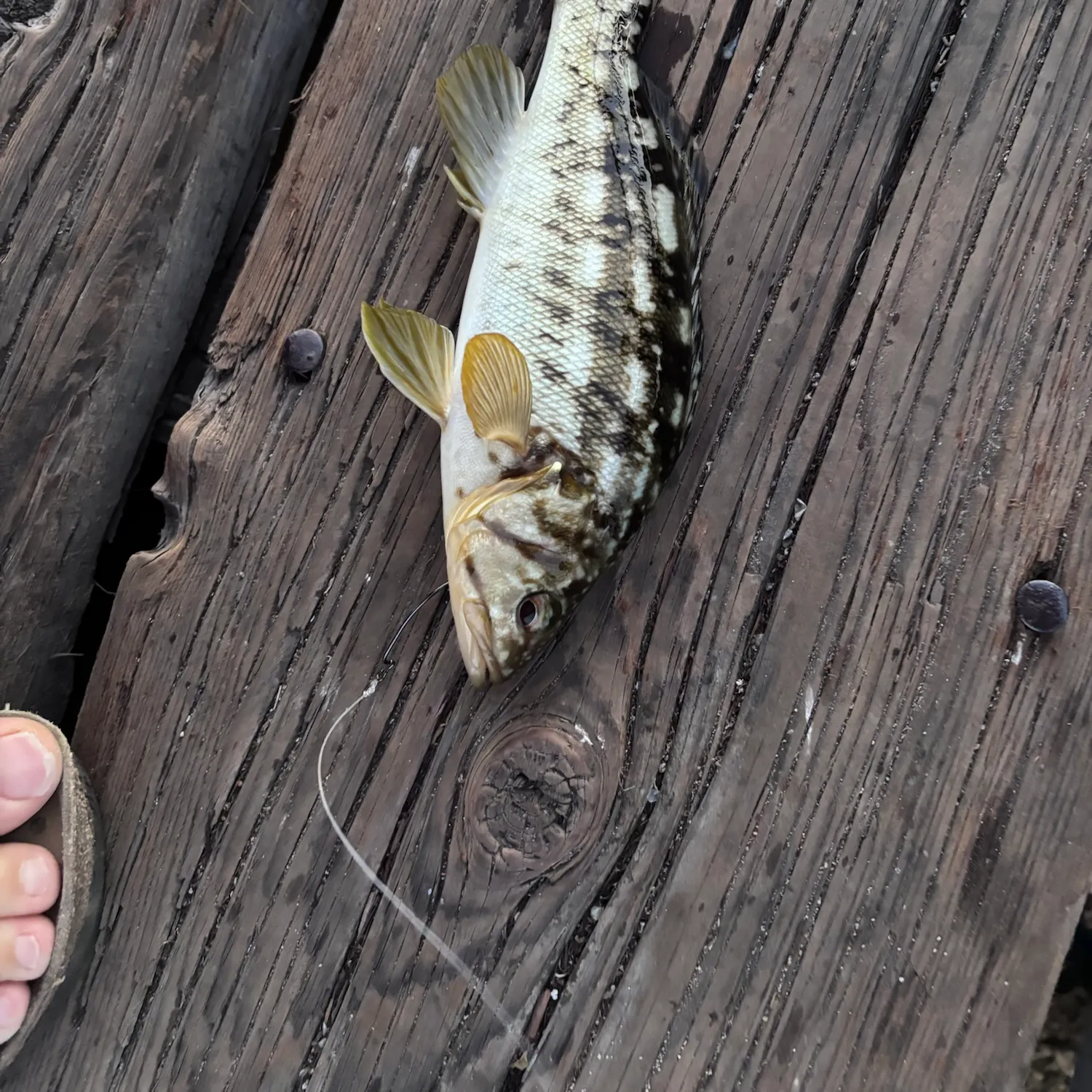 Kelp bass caught on Fishbrain