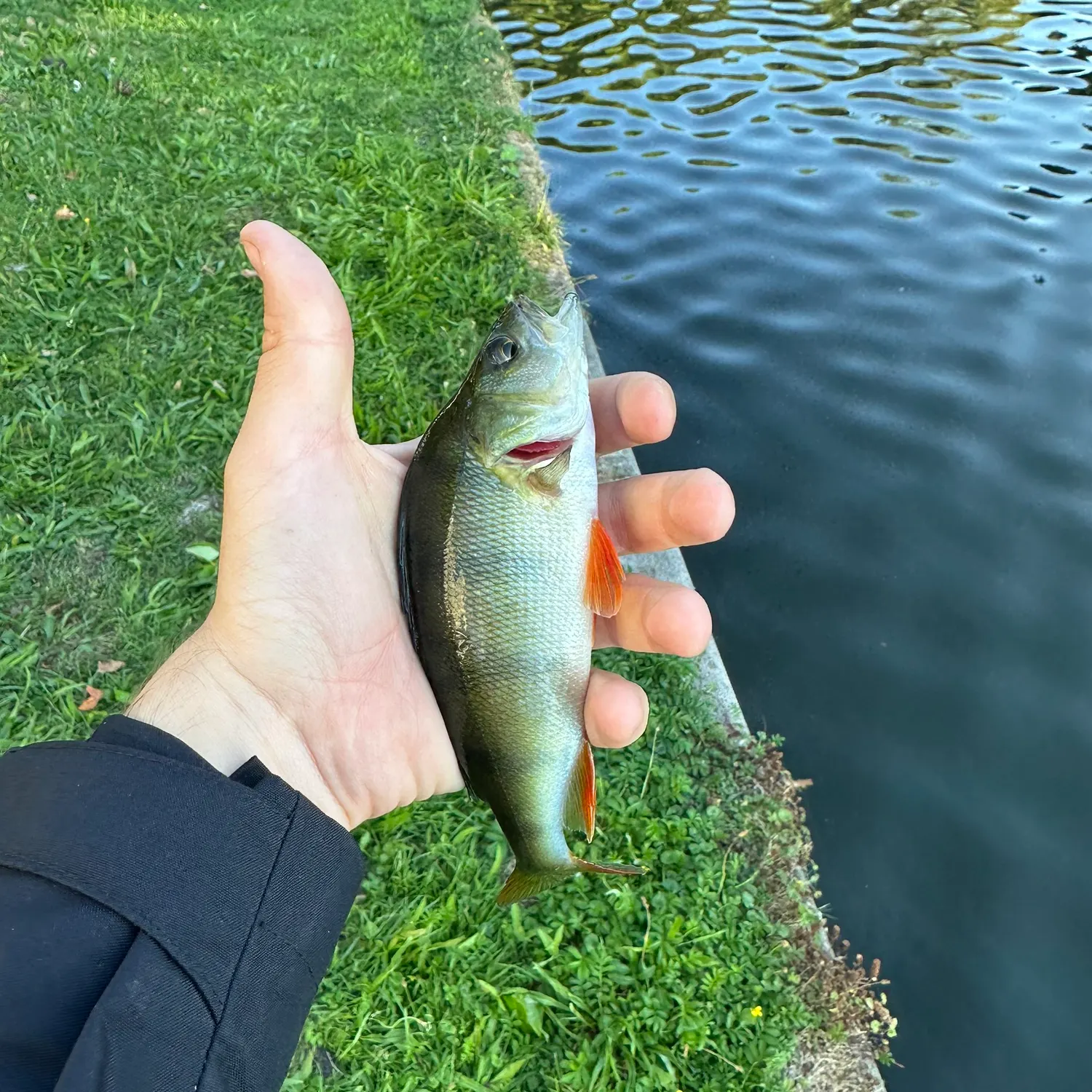 European perch caught on Fishbrain