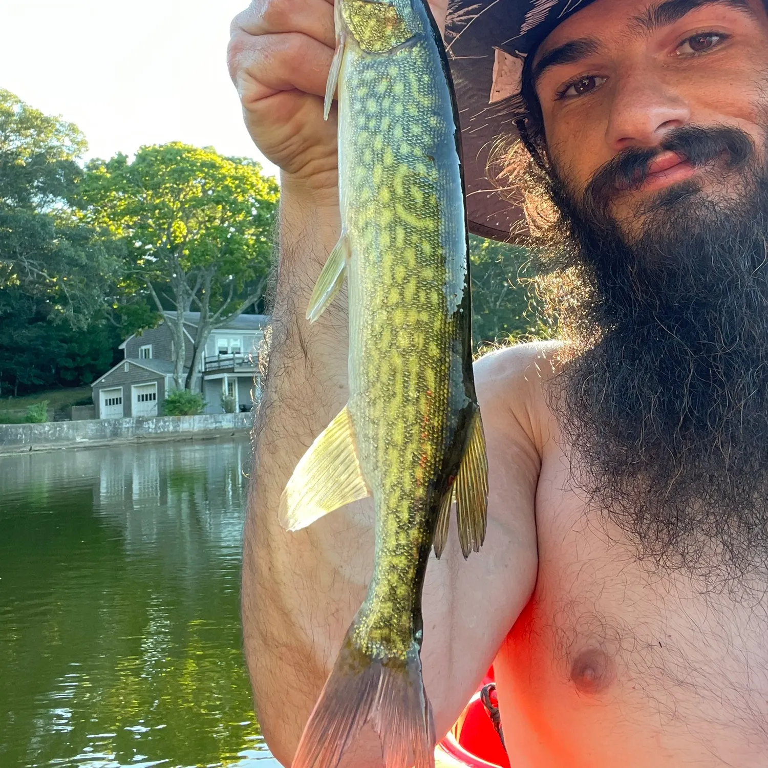 Chain pickerel caught on Fishbrain