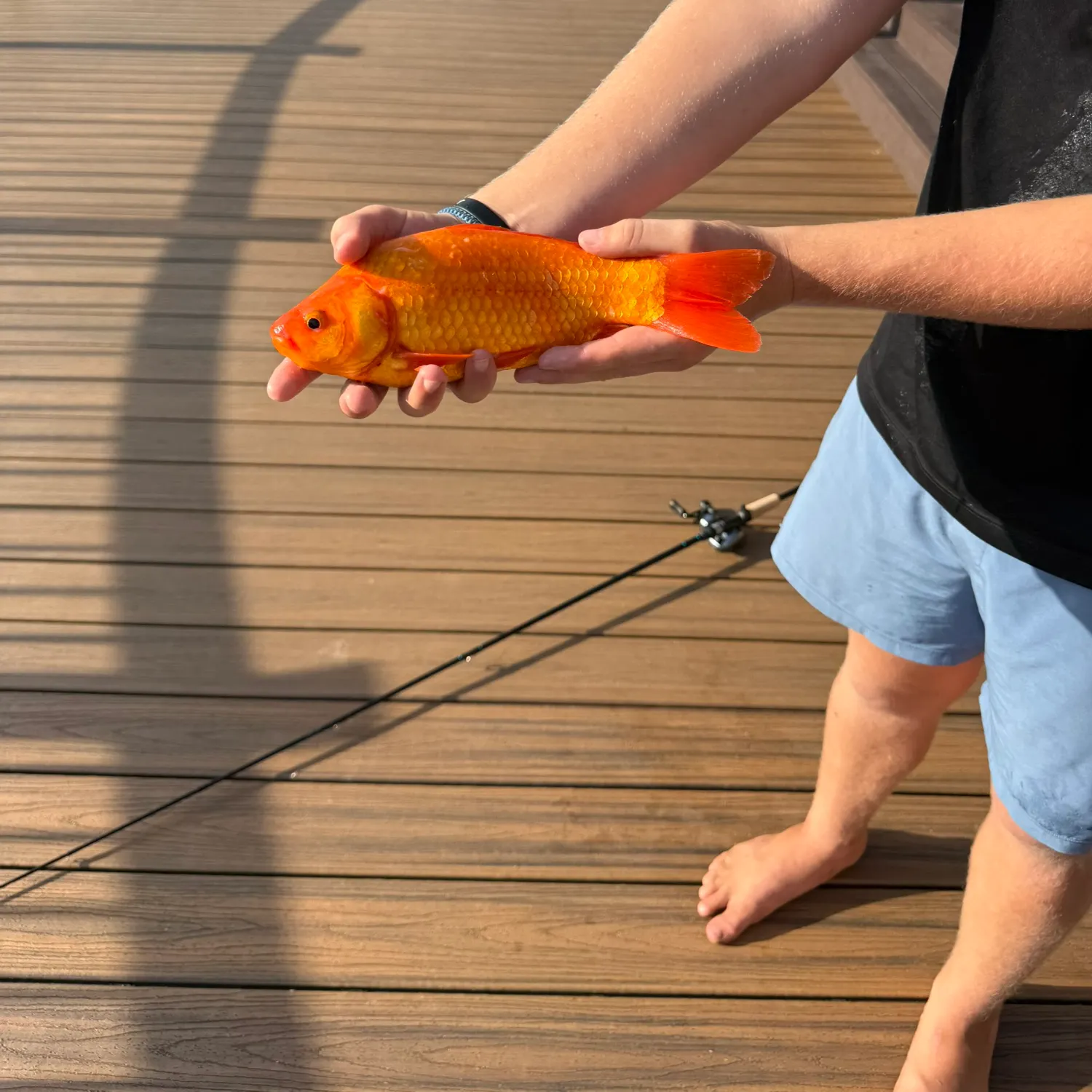 The most recent Goldfish catches on Fishbrain