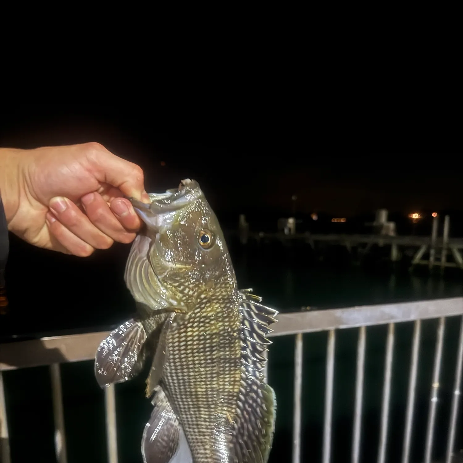 Black sea bass caught on Fishbrain